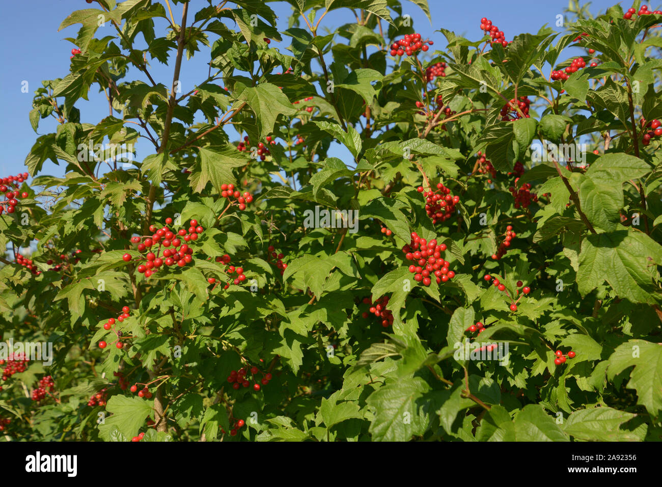 I frutti rossi di viburnum arbusto, viburnum compactum bush con bacche rosse di fronte chiaro Cielo di estate blu Foto Stock