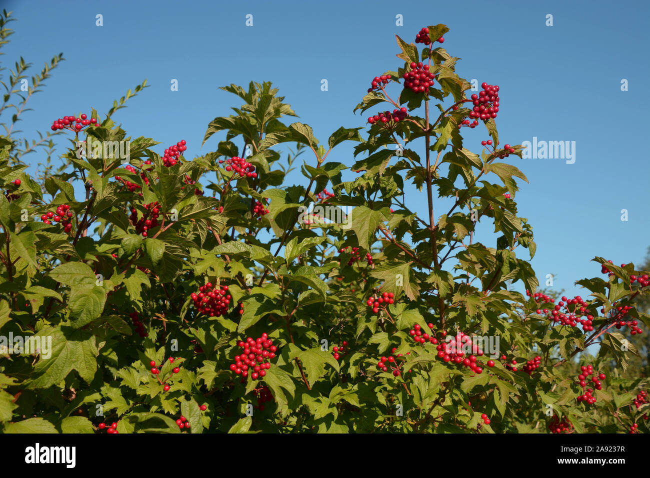 Viburnum compactum bush con bacche rosse di fronte chiaro cielo estivo blu, viburnum arbusto con frutti rossi Foto Stock