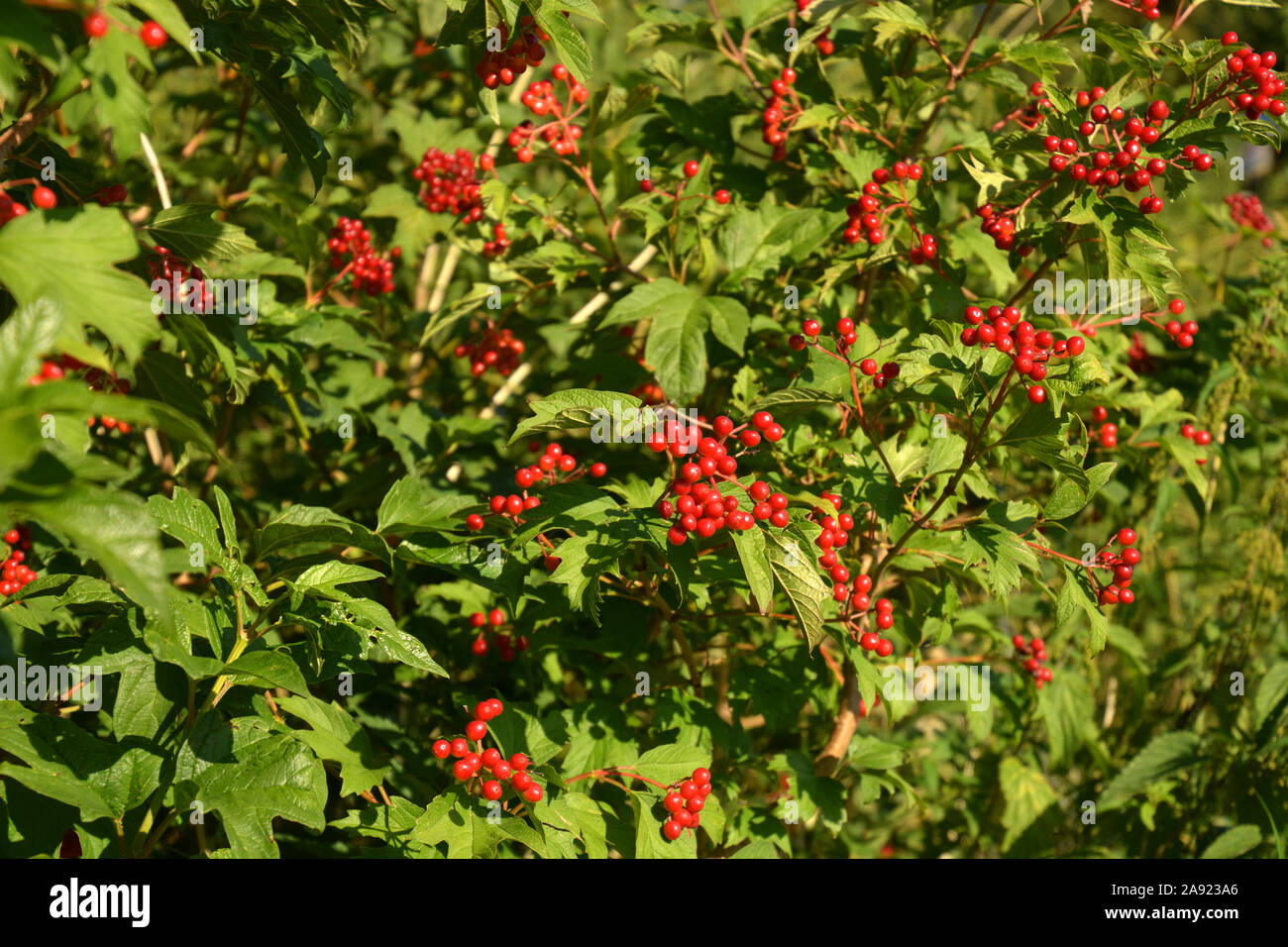 Viburnum compactum luminose di bacche rosse su un grande bush in giornata estiva, viburnum arbusto con frutti Foto Stock