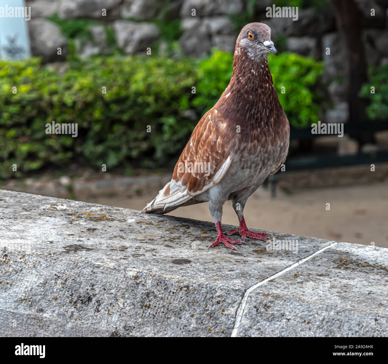 Piccione marrone in piedi Foto Stock