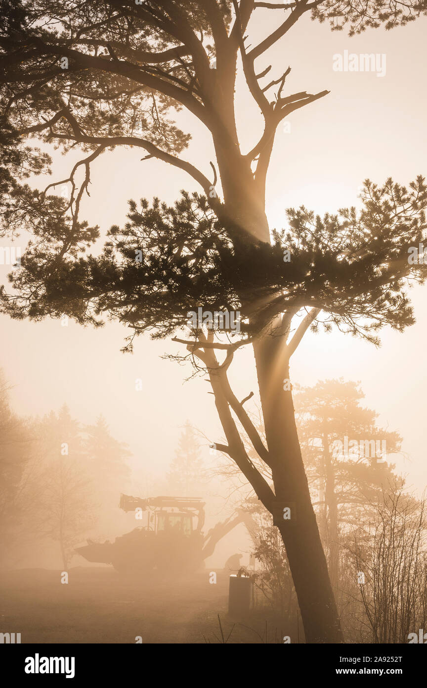 Silhouette di albero Foto Stock