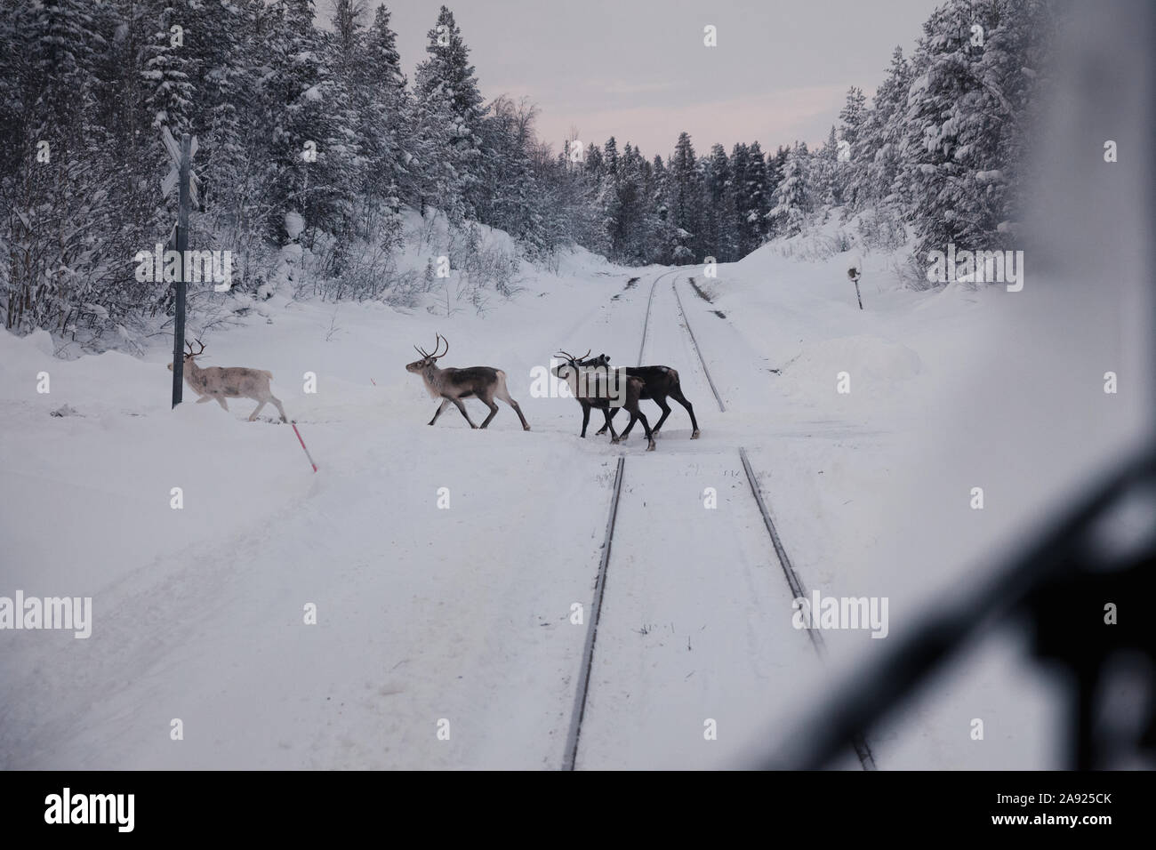 Le renne attraversando i binari della ferrovia Foto Stock