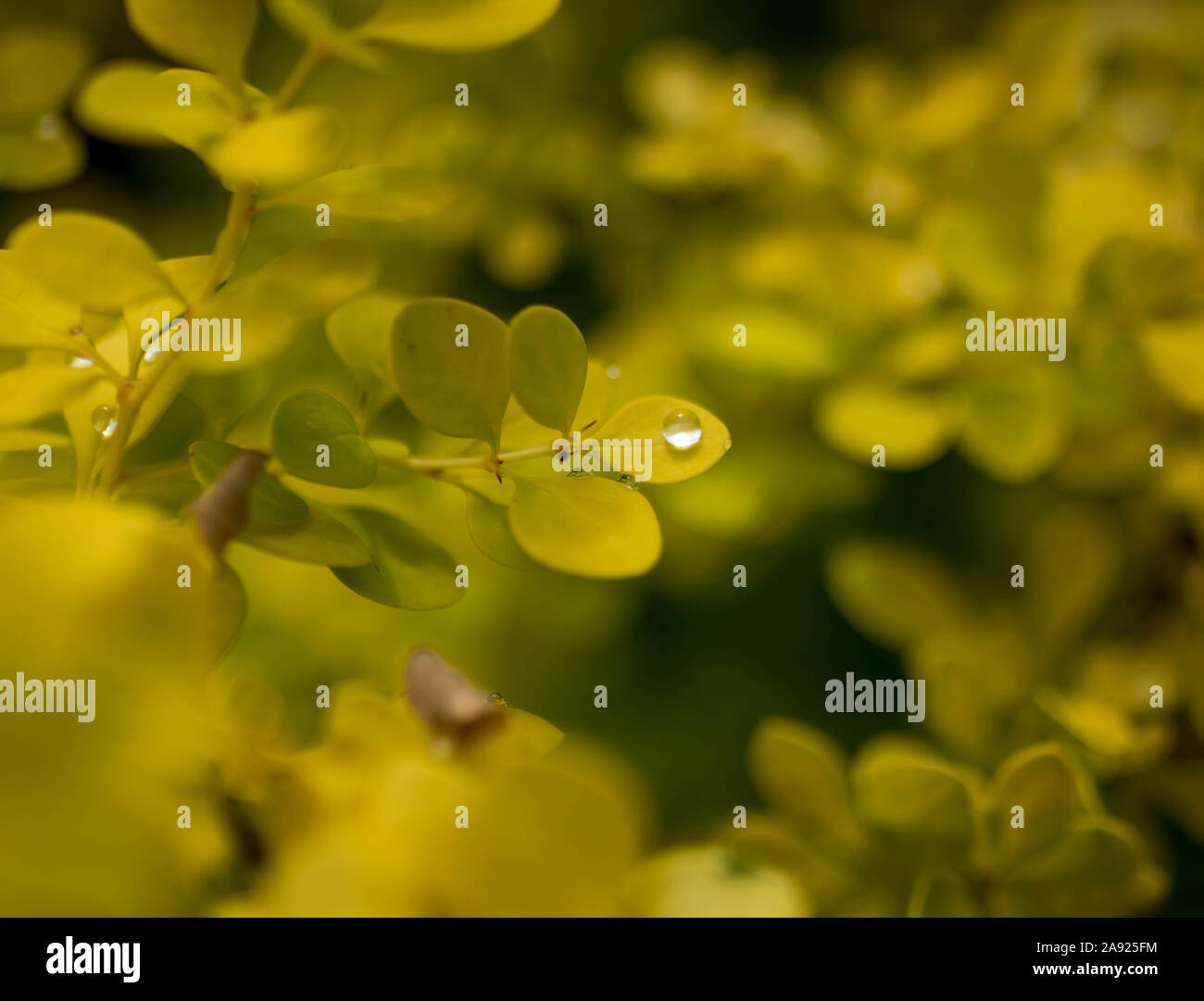 Foglie con una sola goccia di acqua Foto Stock
