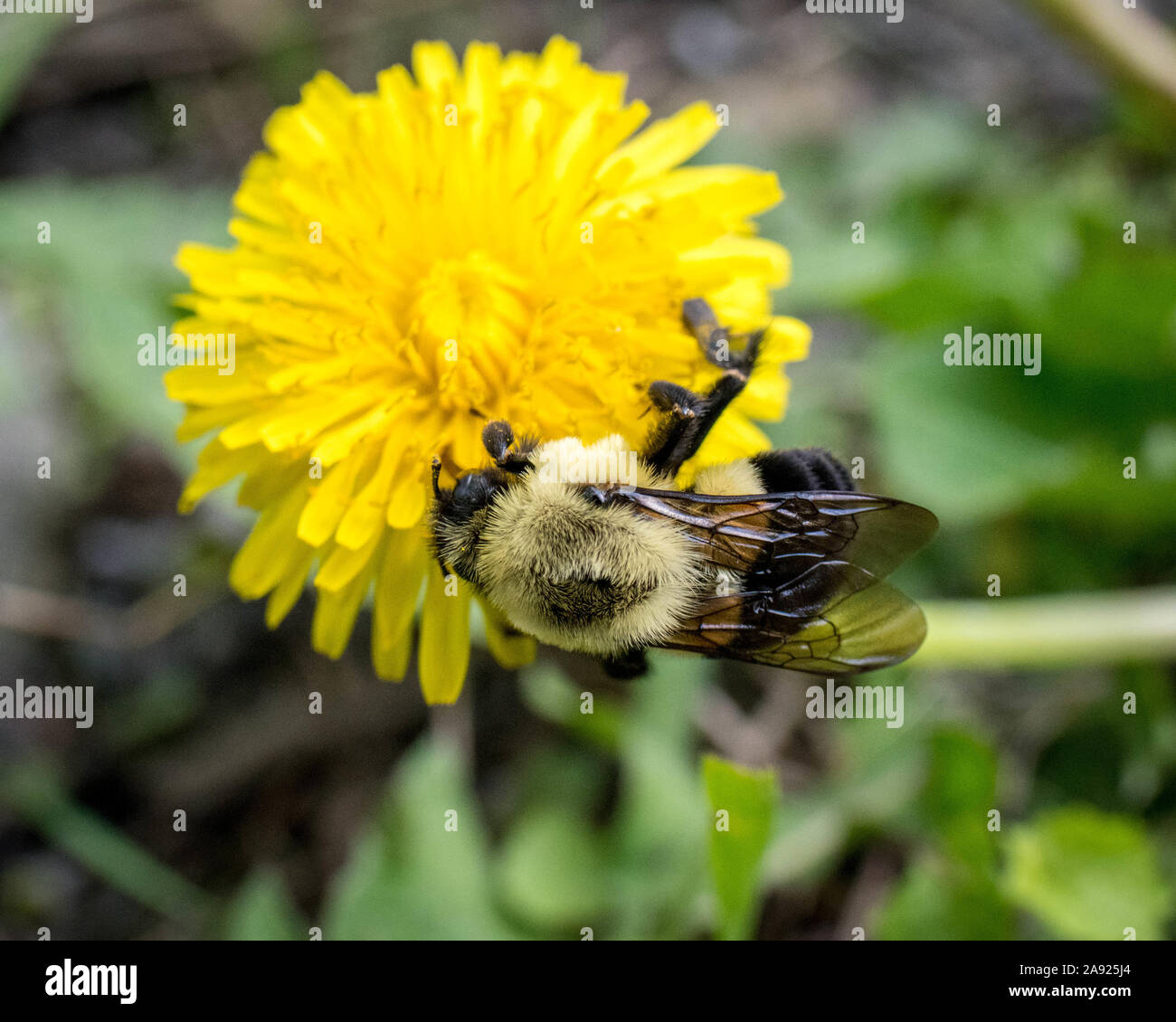 Bumblebee con il polline su una foglia di tarassaco Foto Stock