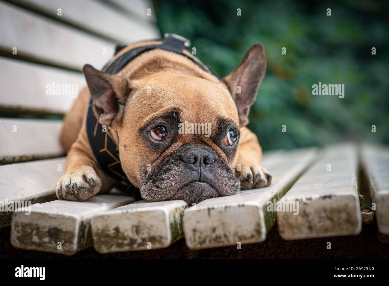 Bulldog francese giacente su di una bianca coltre di peluche Foto stock -  Alamy