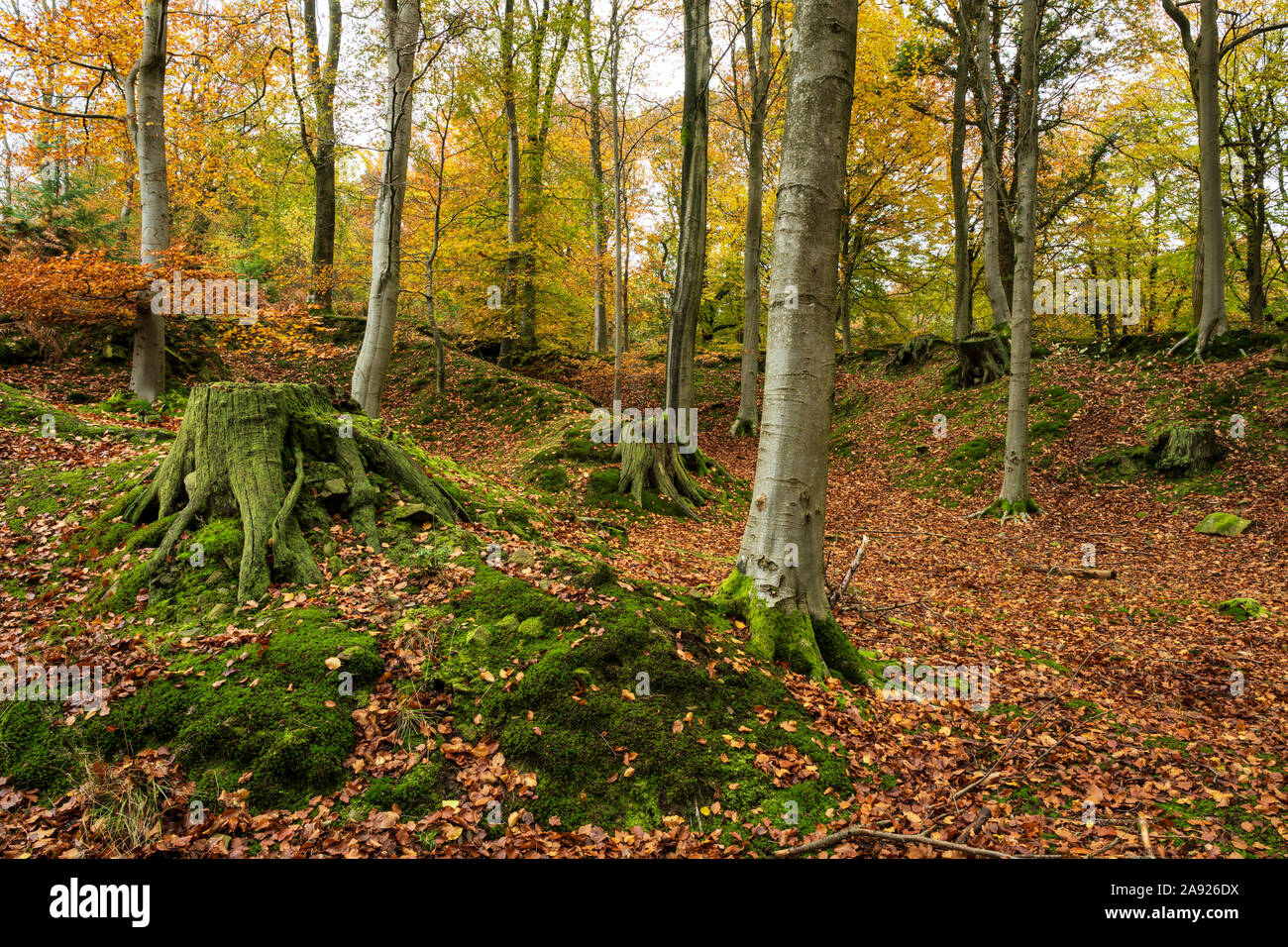 In autunno la Foresta di Dean, Gloucestershire, Inghilterra. Foto Stock