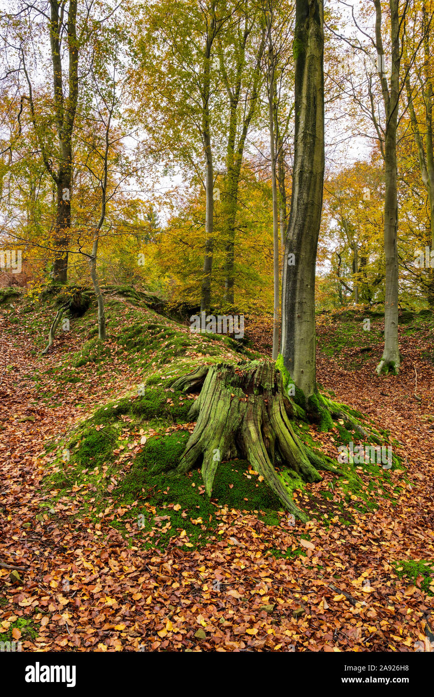 In autunno la Foresta di Dean, Gloucestershire, Inghilterra. Foto Stock