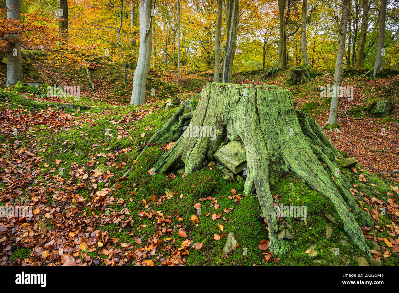 In autunno la Foresta di Dean, Gloucestershire, Inghilterra. Foto Stock