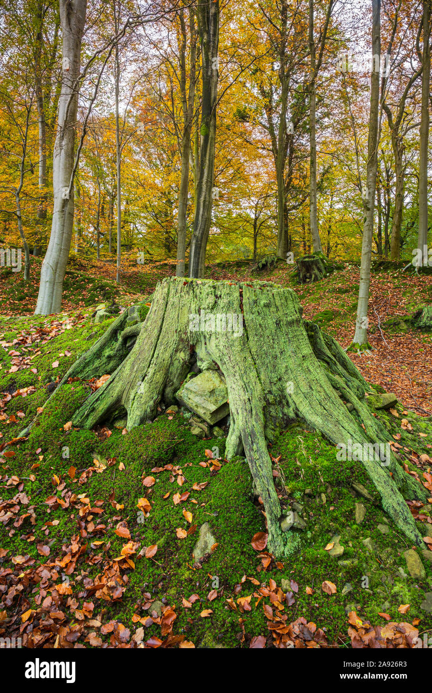 In autunno la Foresta di Dean, Gloucestershire, Inghilterra. Foto Stock