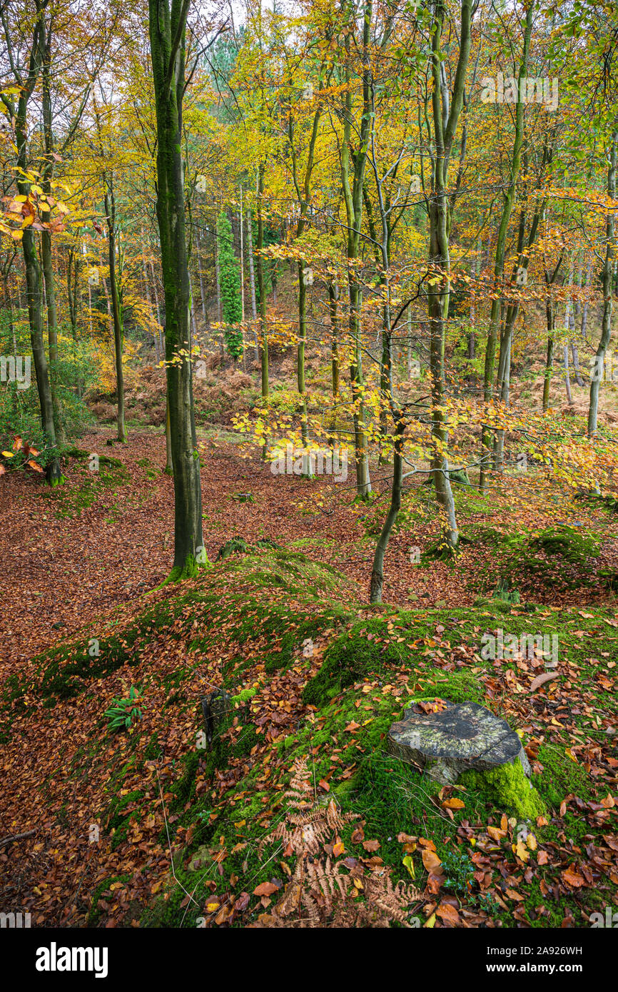 In autunno la Foresta di Dean, Gloucestershire, Inghilterra. Foto Stock