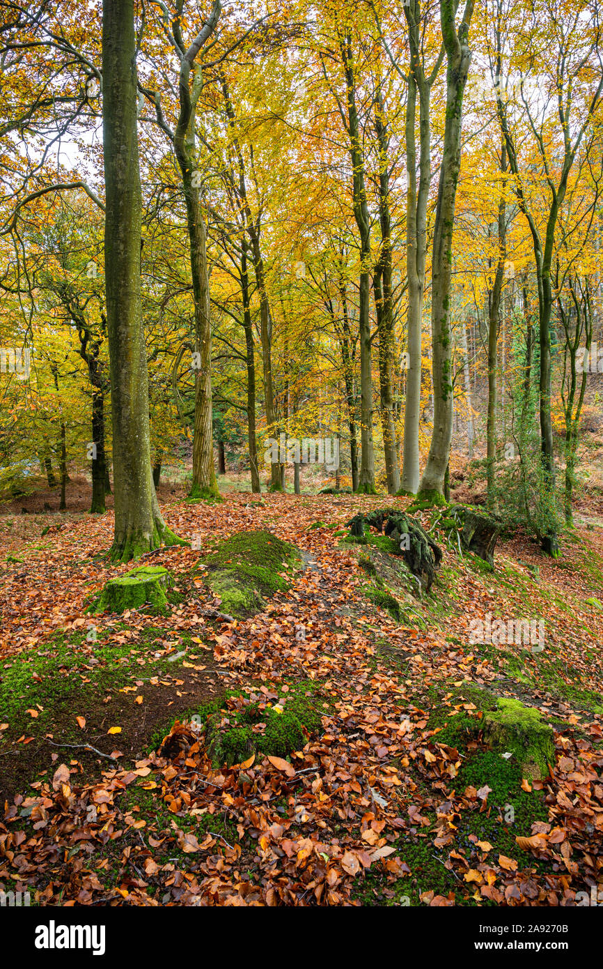 In autunno la Foresta di Dean, Gloucestershire, Inghilterra. Foto Stock