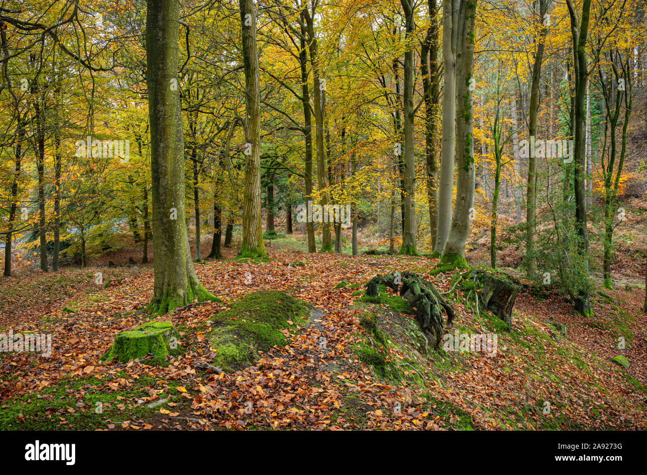 In autunno la Foresta di Dean, Gloucestershire, Inghilterra. Foto Stock