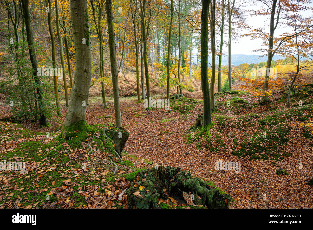 In autunno la Foresta di Dean, Gloucestershire, Inghilterra. Foto Stock