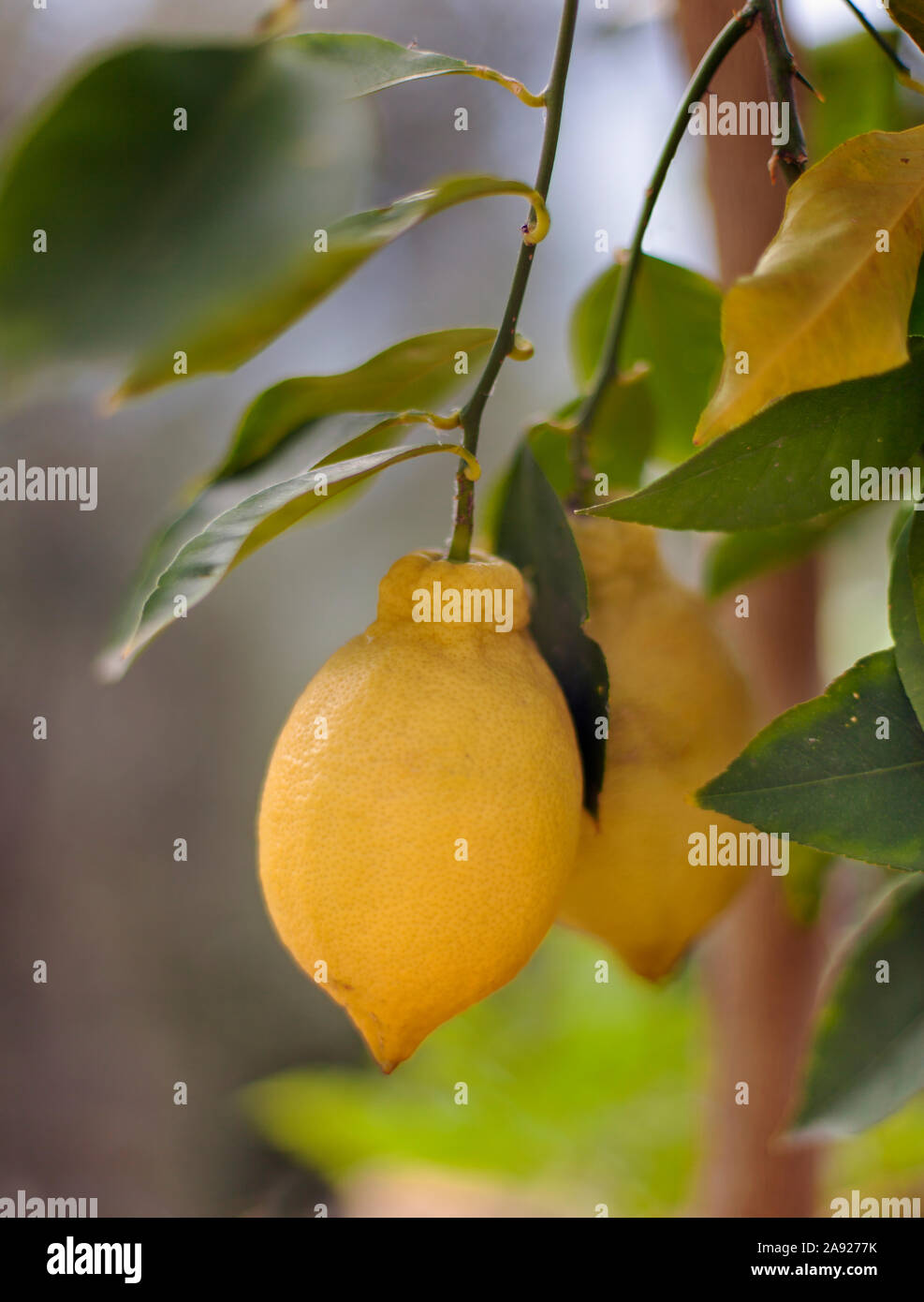 Limone su di un ramo Foto Stock