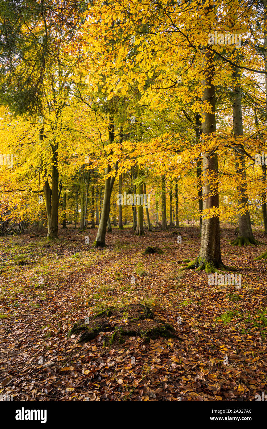 In autunno la Foresta di Dean, Gloucestershire, Inghilterra. Foto Stock