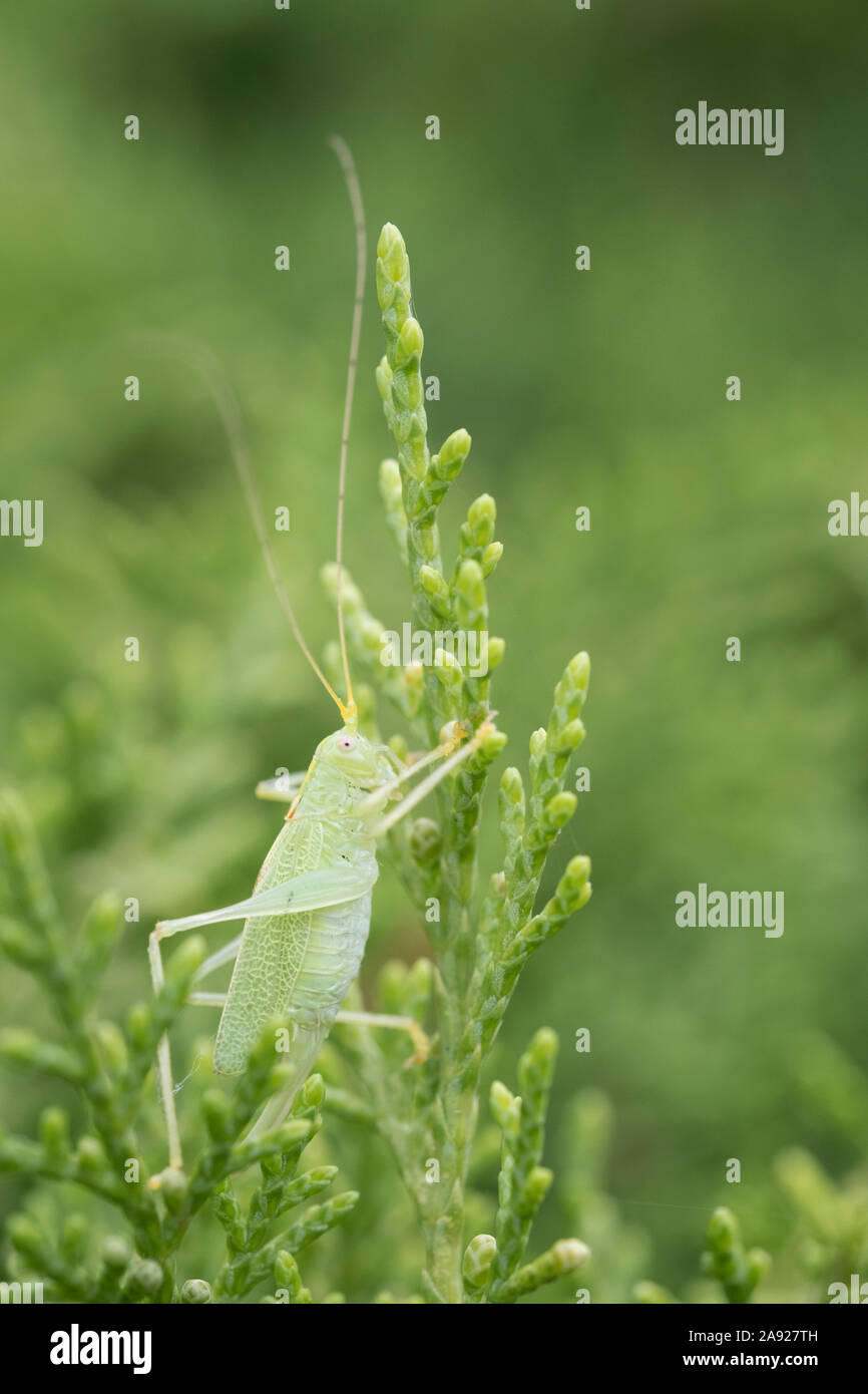 La fauna selvatica : Oak Bush-cricket in foglie di conifere. (Meconema thalassinum). Foto Stock