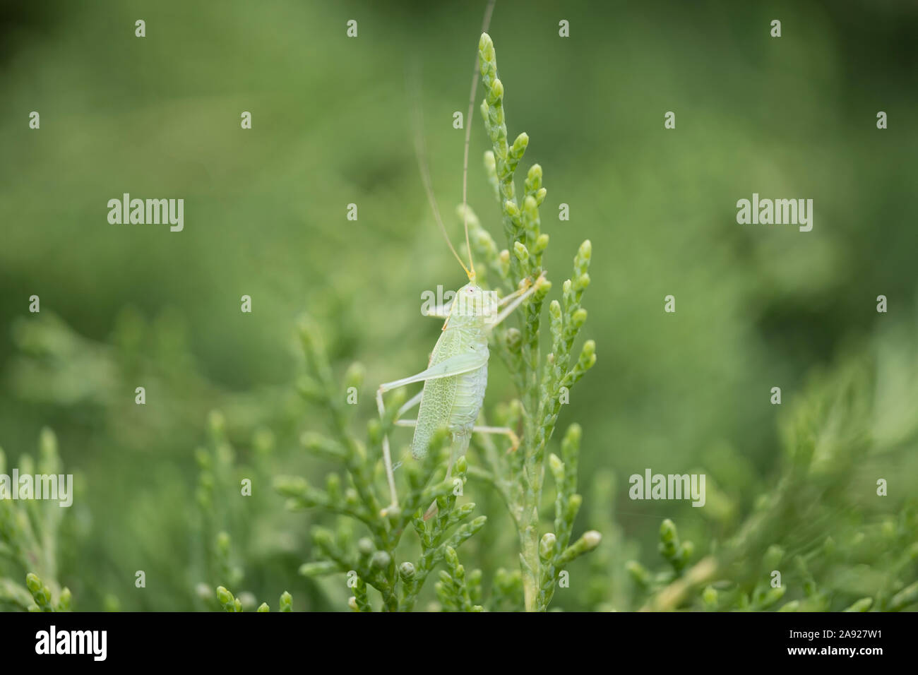 La fauna selvatica : Oak Bush-cricket in foglie di conifere. (Meconema thalassinum). Foto Stock