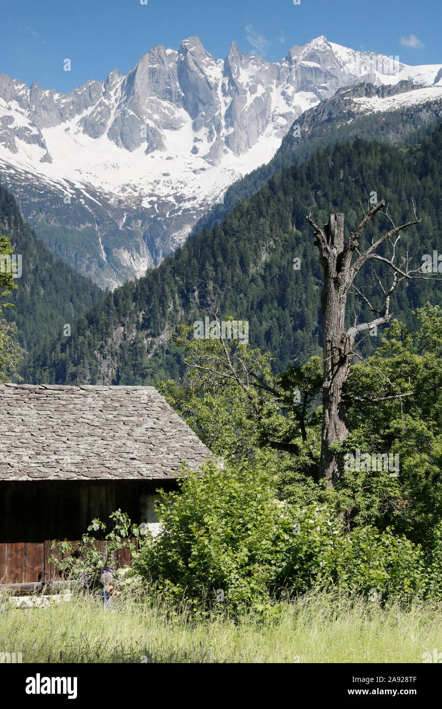 Im Kastanienhain von Soglio mit herrlichem Blick auf die Sciora- Gruppe der Bergeller Alpen Foto Stock