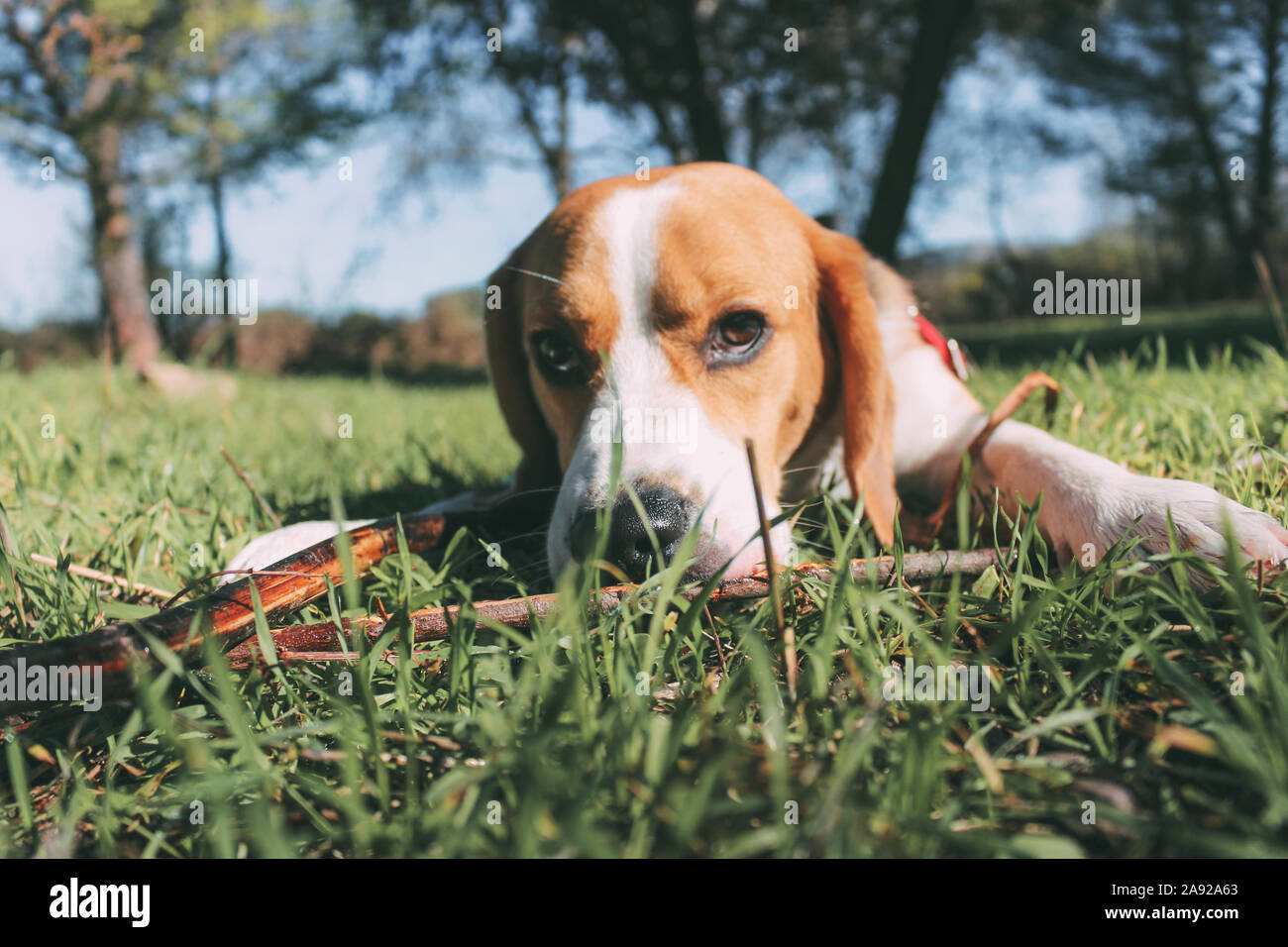 Giovani beagle tricolore, rilassato sull'erba durante il giorno Foto Stock