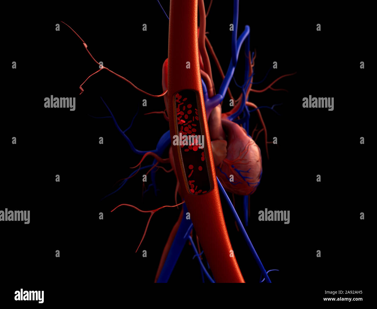 I vasi sanguigni, arteria mostrato con una sezione tagliata, di alta qualità di rendering originale con texture e illuminazione globale Foto Stock