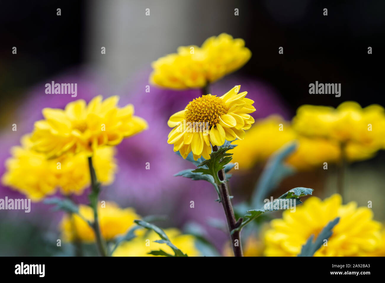 Sfocati sfondo floreale con defocalizzata fiore giallo, la decorazione floreale con copia spazio per il testo Foto Stock