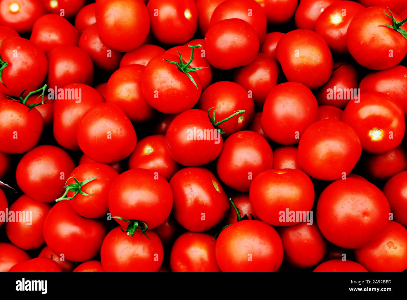 Frische Tomaten, Solanum lycopersicum Foto Stock