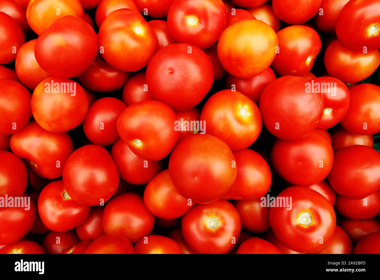 Frische Tomaten, Solanum lycopersicum Foto Stock