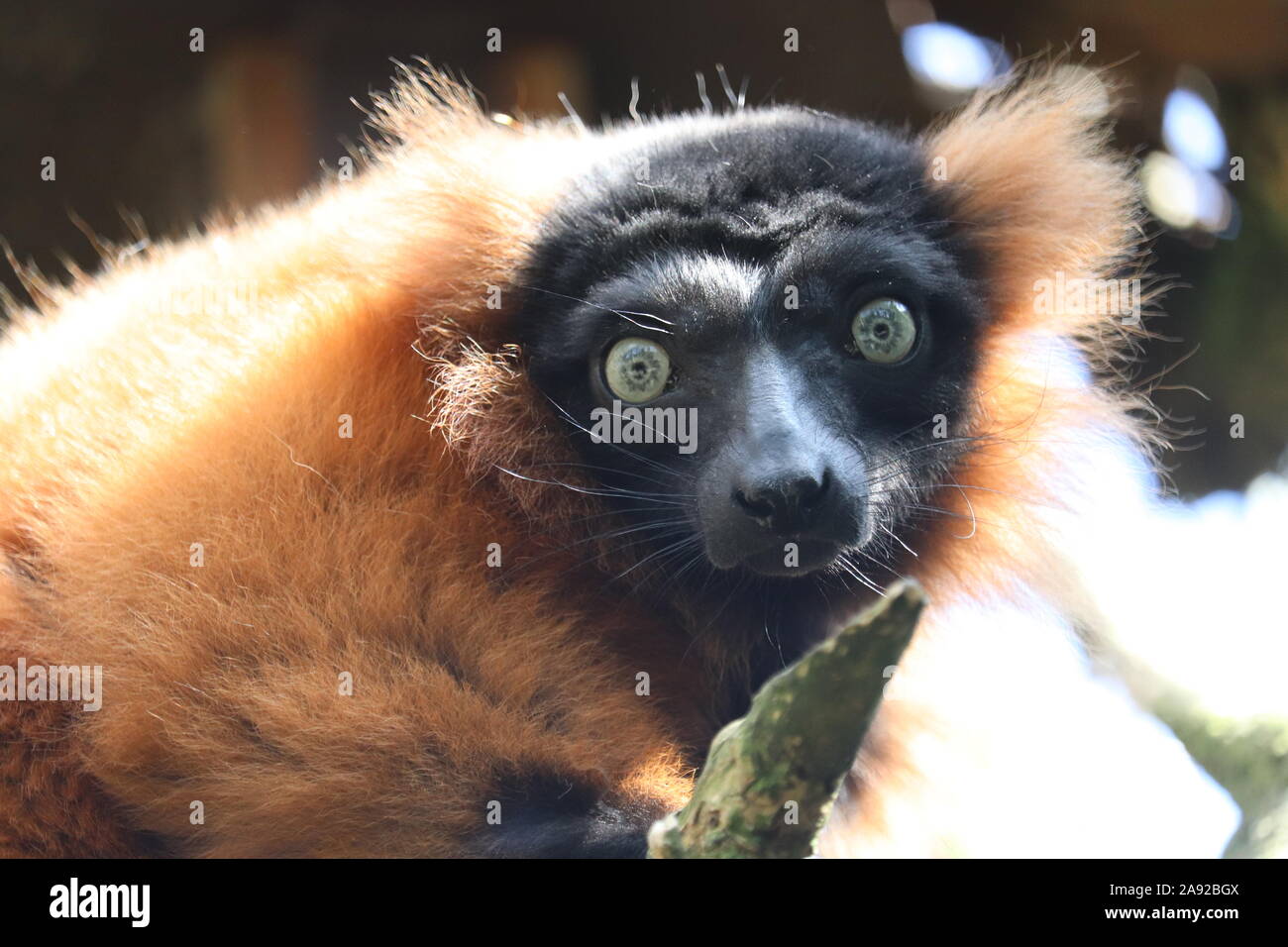 Maschio rosso lemure Ruffed, Nelson (Varecia rubra) Foto Stock