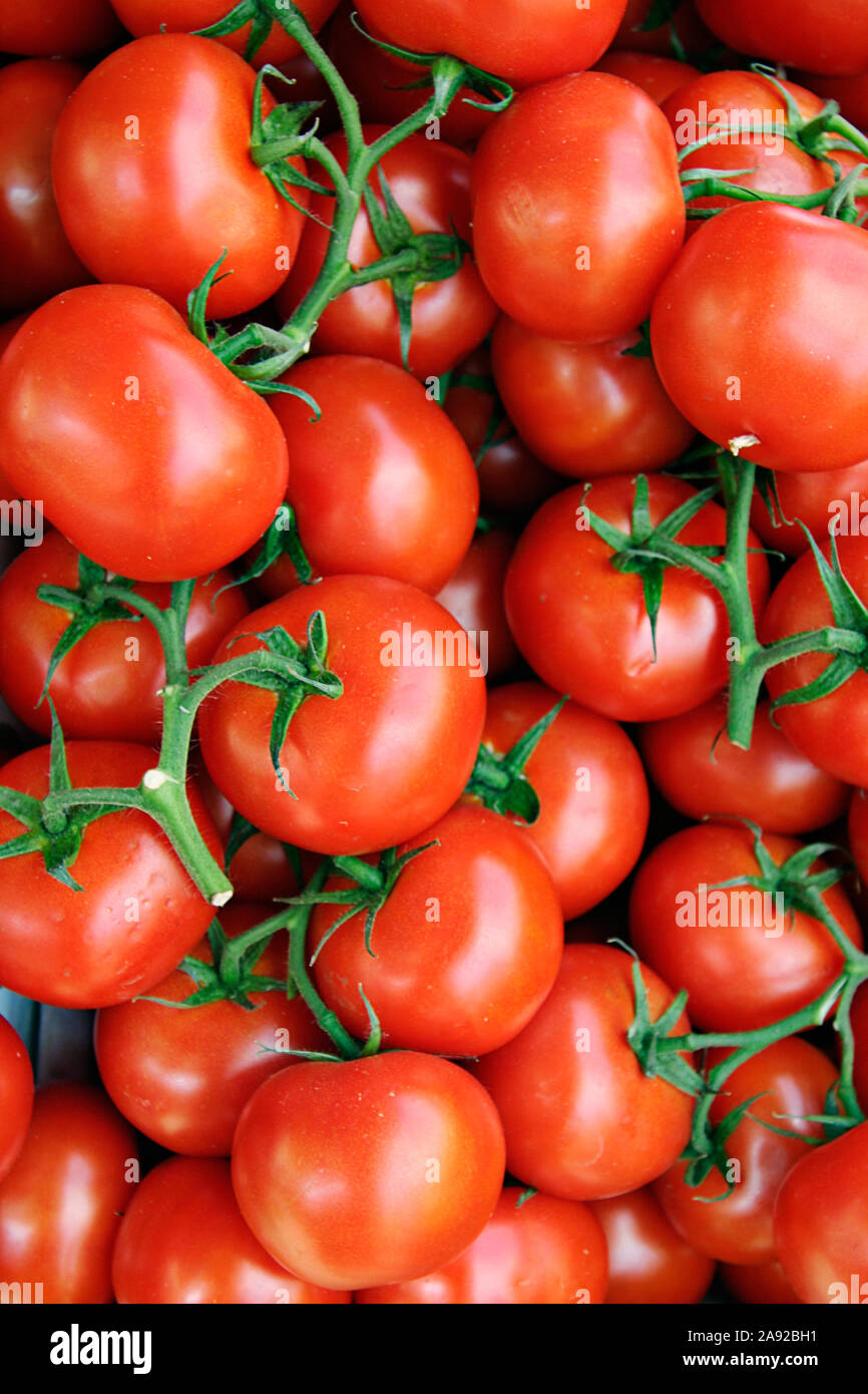 Frische Tomaten, Strauchtomaten, Solanum lycopersicum, Biotomaten, Foto Stock