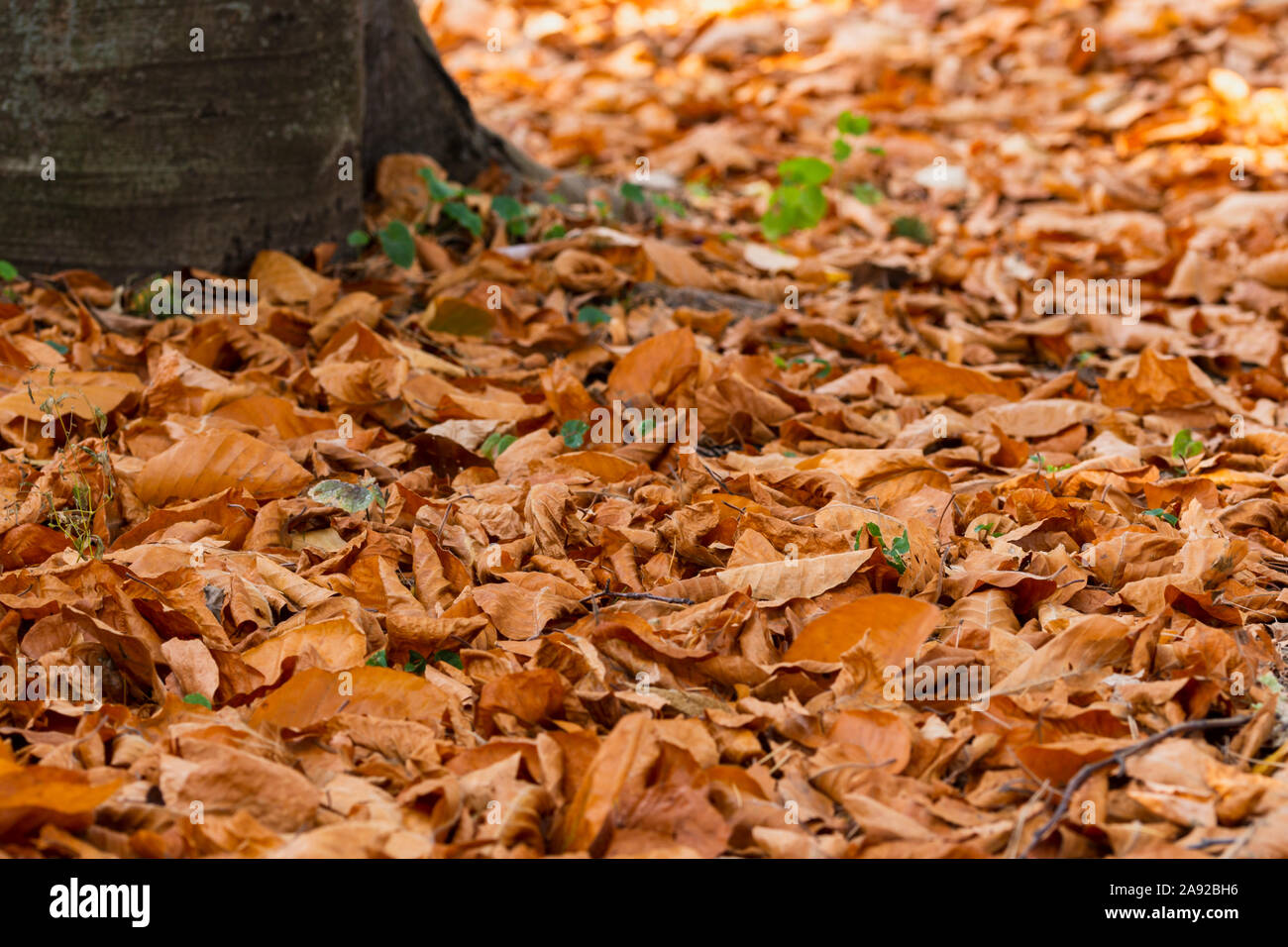 Defocalizzata fogliame di autunno sfondo con copia spazio per il testo Foto Stock