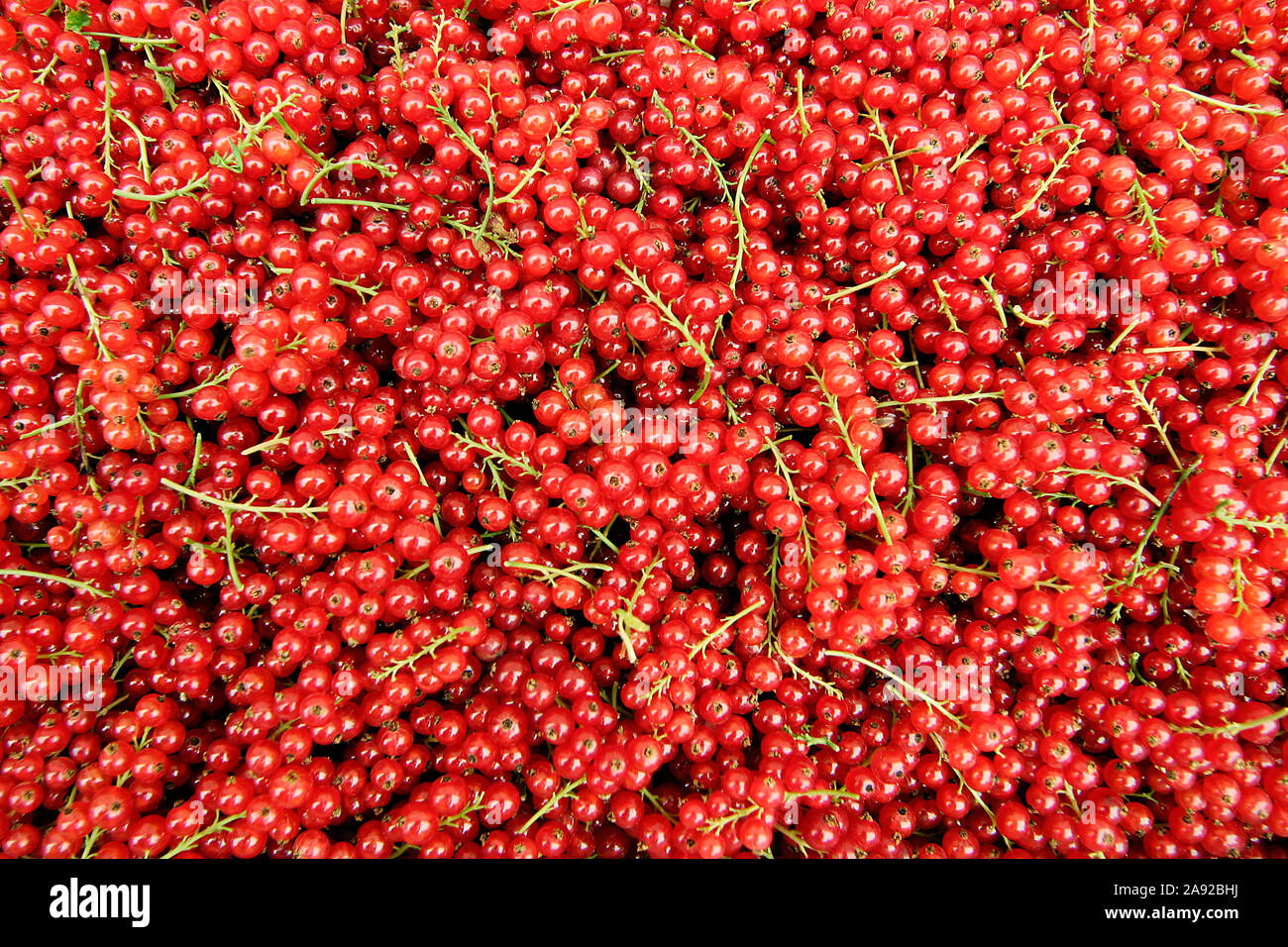 Rote Johannisbeeren, (Ribes rubrum) Foto Stock