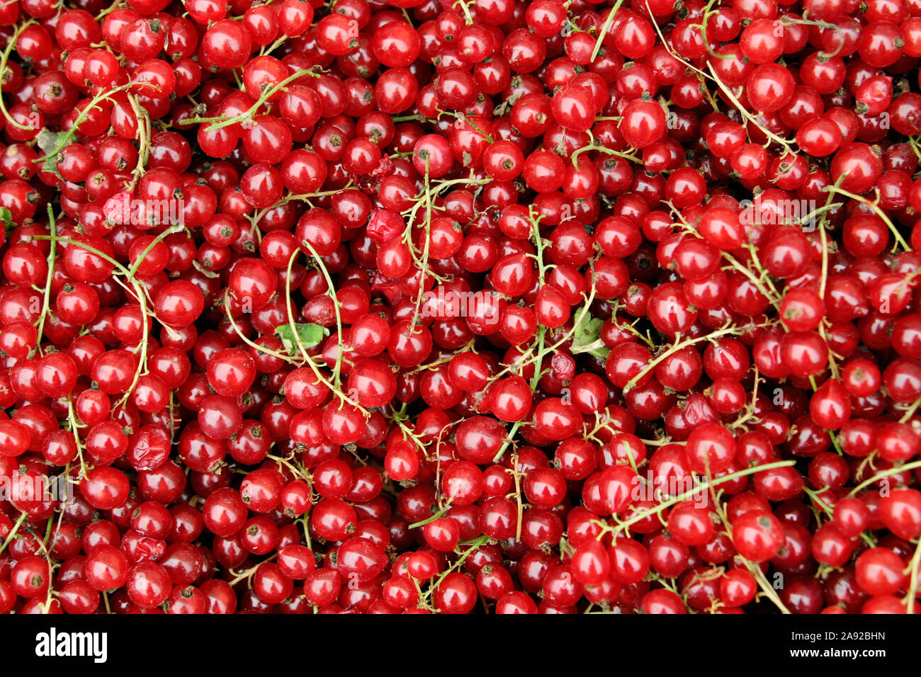 Rote Johannisbeeren, (Ribes rubrum) Foto Stock