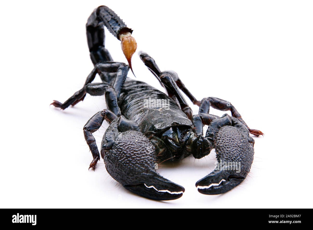 Schwarzer Skorpion, Heterometrus scaber, Foto Stock