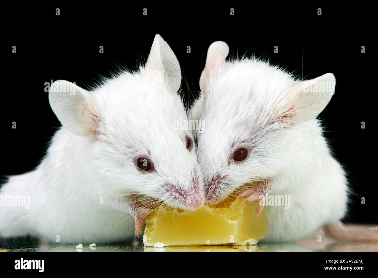 Zwei Weisse Mäuse fressen Käse Foto Stock