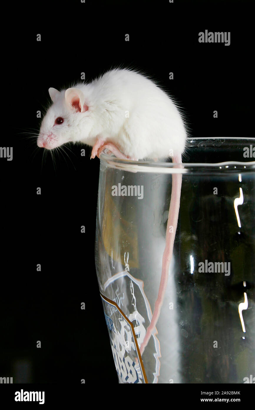 Weisse Maus klettert aus Bierglas, Foto Stock