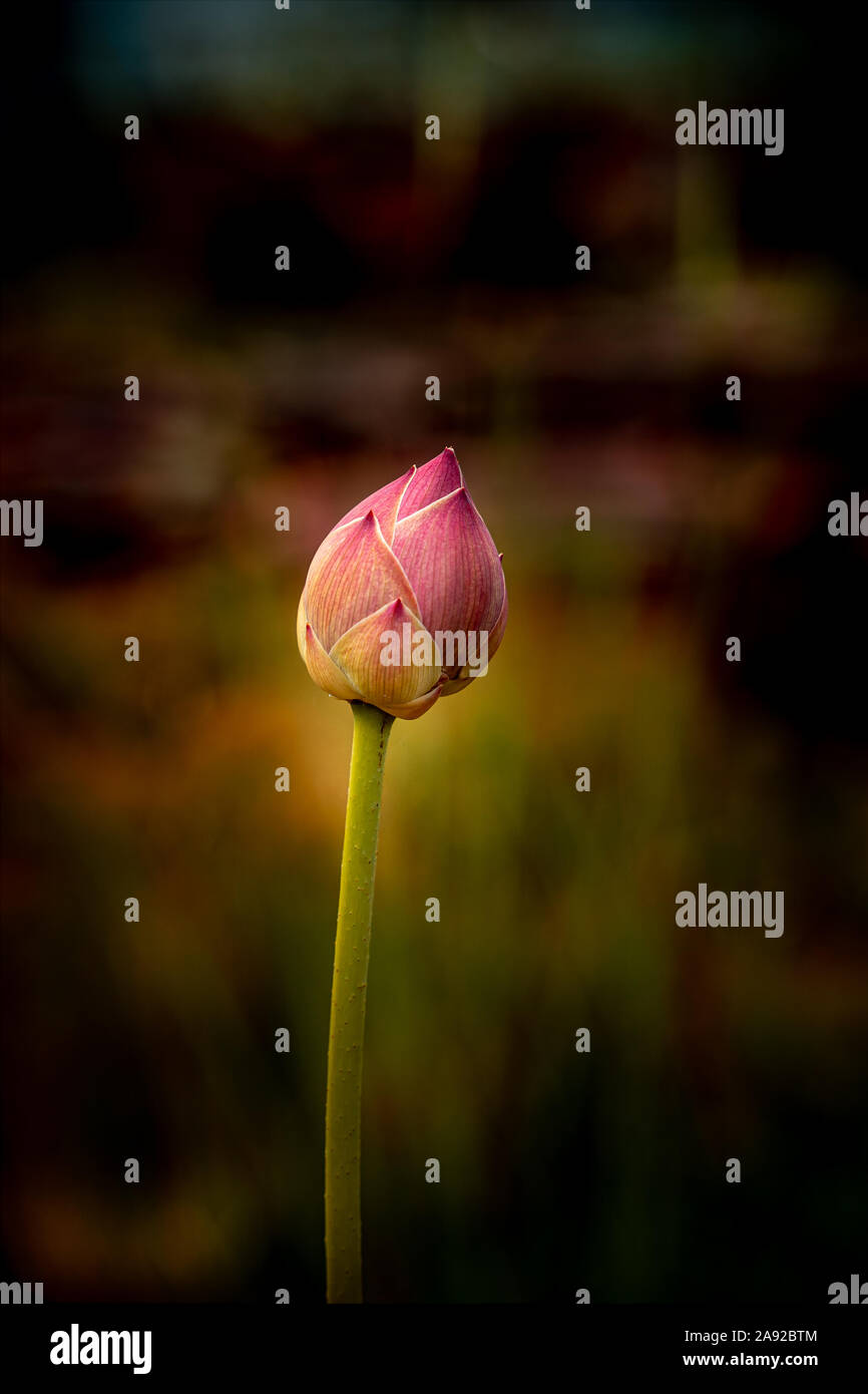 Lotus bud in isolamento con sfondo astratto Foto Stock