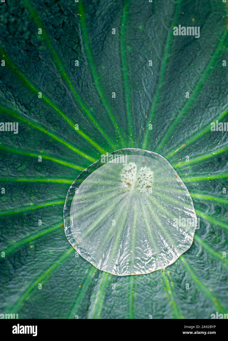 Lotus leaf close up con una goccia di acqua Foto Stock
