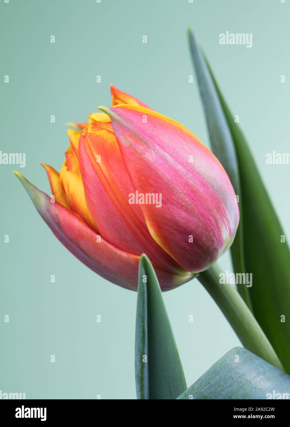 Tulipano Foto Stock
