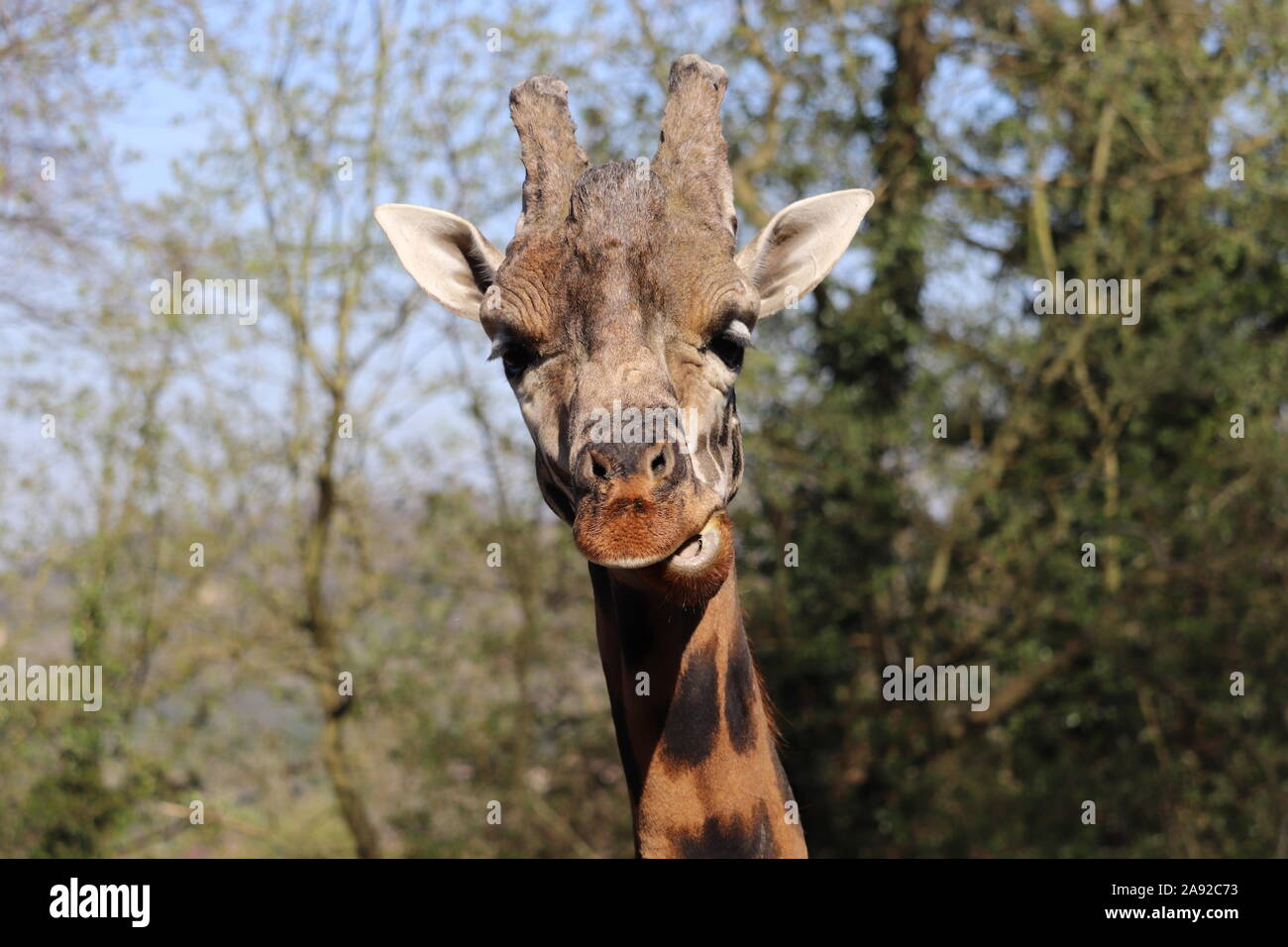 Maschio della Rothschild Giraffe, Kubwa (Giraffa camelopardalis rothschildi) Foto Stock