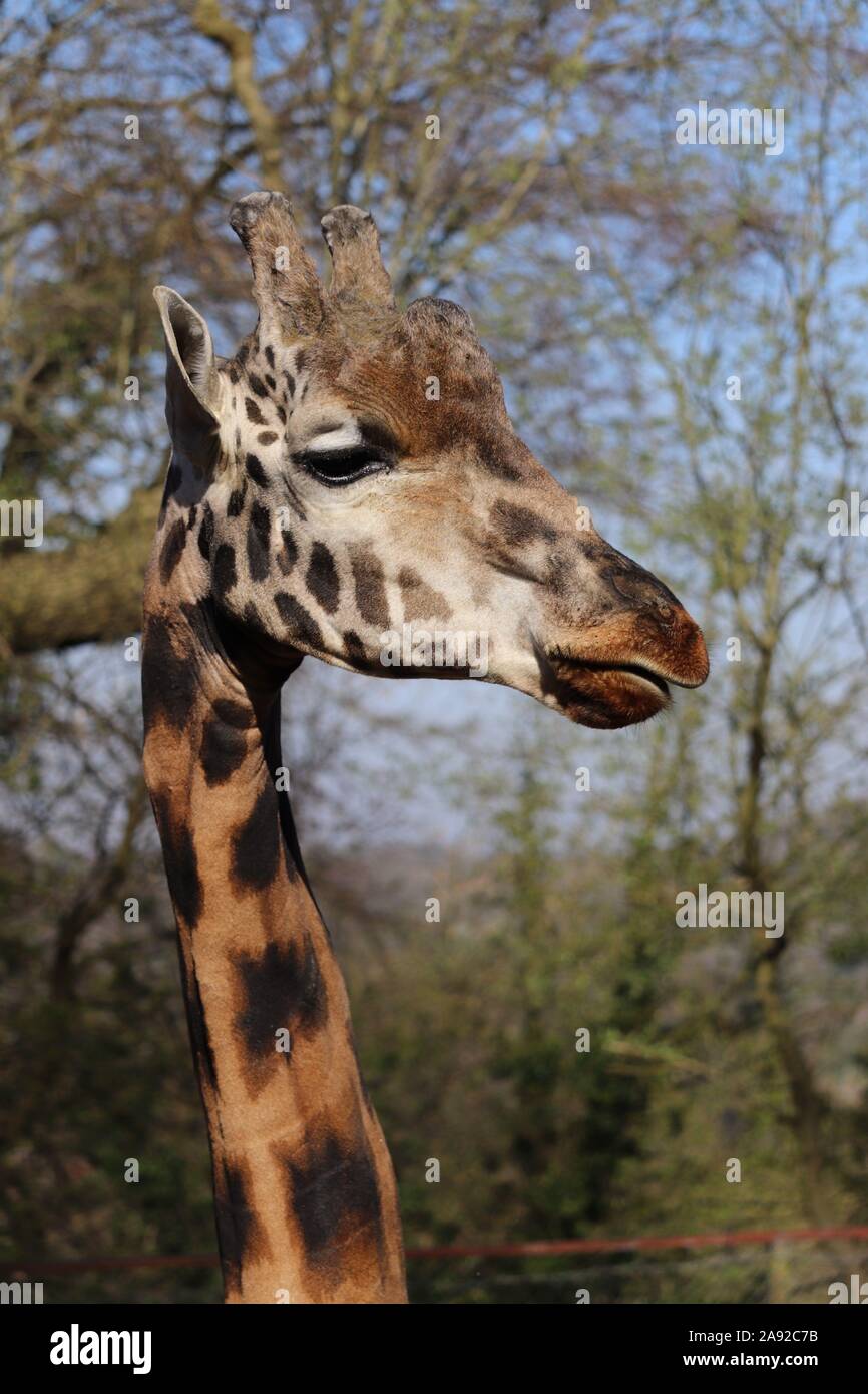 Maschio della Rothschild Giraffe, Kubwa (Giraffa camelopardalis rothschildi) Foto Stock