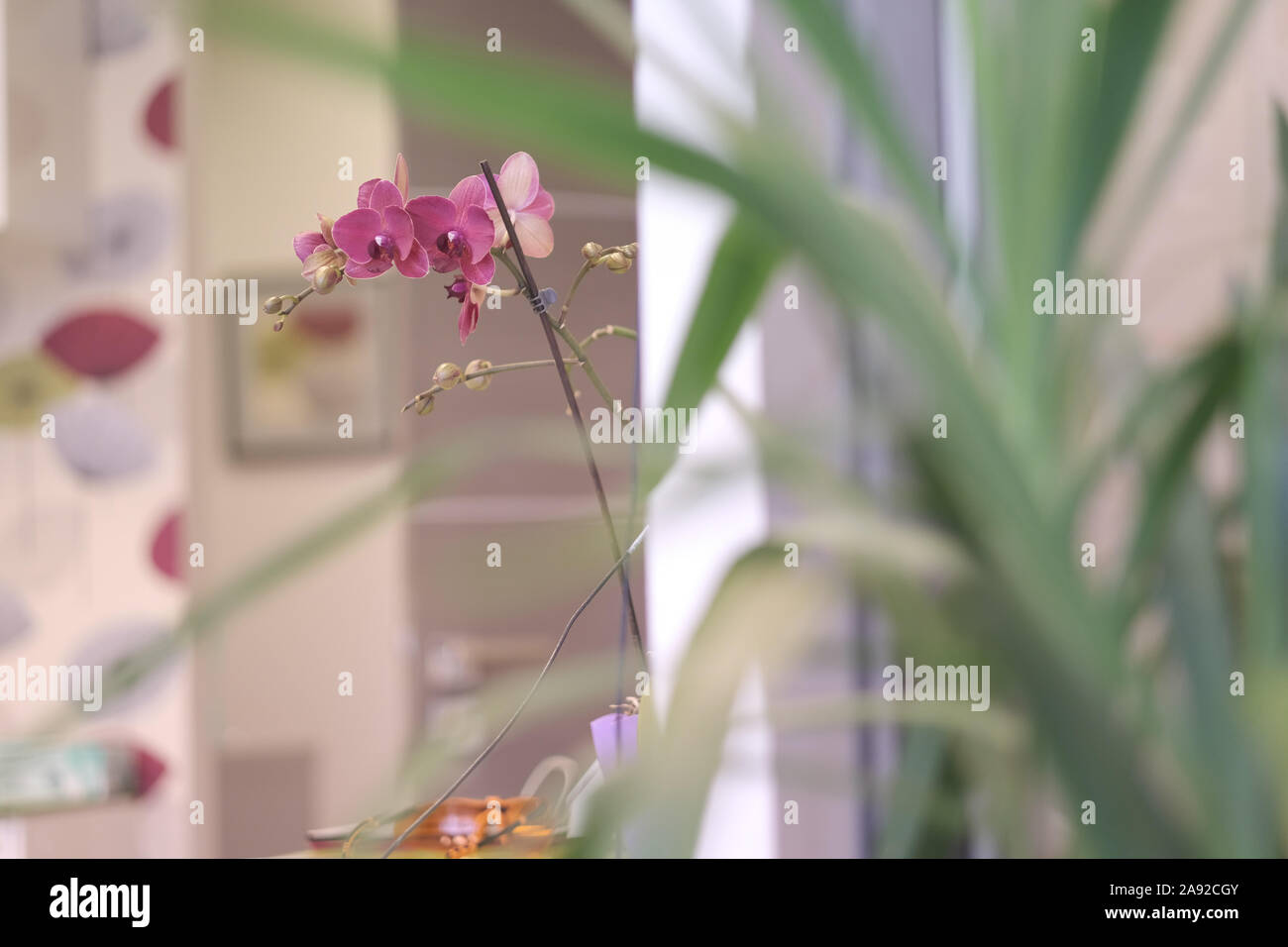 Domestico di fioritura phalaenopsis orchid all'interno della camera tra altre piante Foto Stock Domestico di fioritura phalaenopsis orchid all'interno della camera tra altre piante Foto Stock