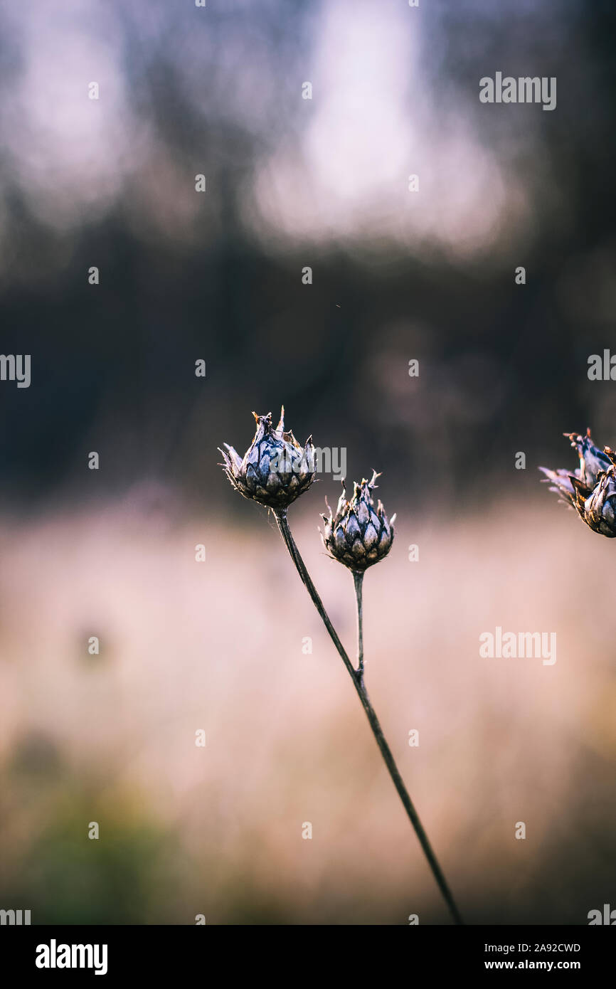 Germogli di fiore Foto Stock