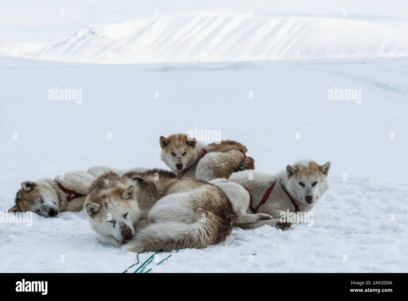 I cani che giace sulla neve Foto Stock