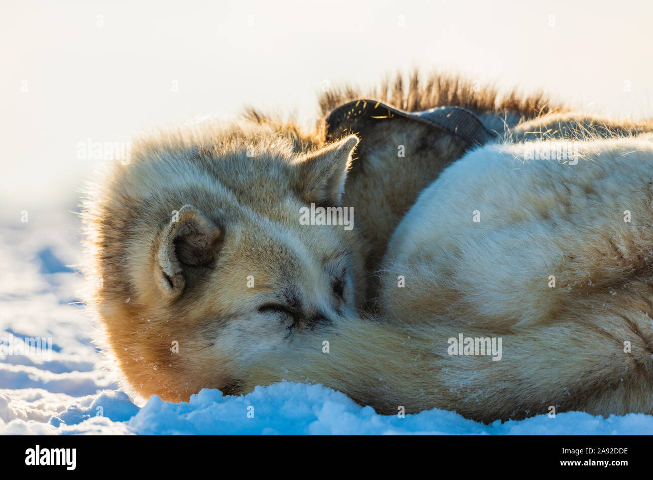 Cane di dormire sulla neve Foto Stock