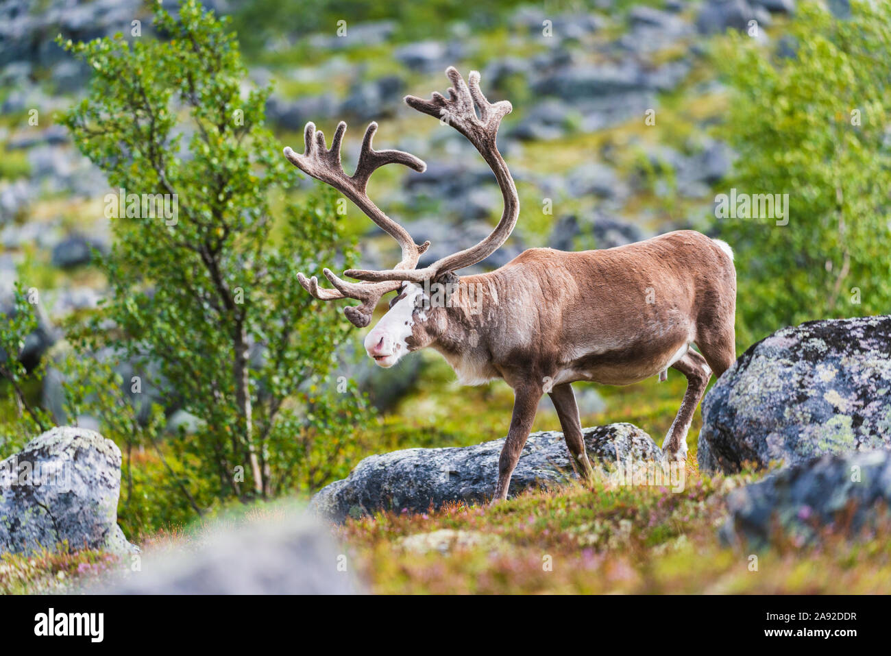 La renna a piedi Foto Stock