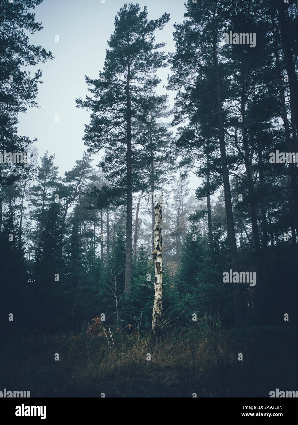 La Betulla tronco di albero nella foresta Foto Stock