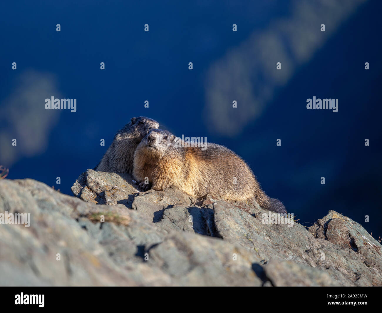 Due marmotte delle Alpi. Marmota marmota. Glocknergruppe gruppo montuoso. La fauna alpina. Alpi austriache. Foto Stock