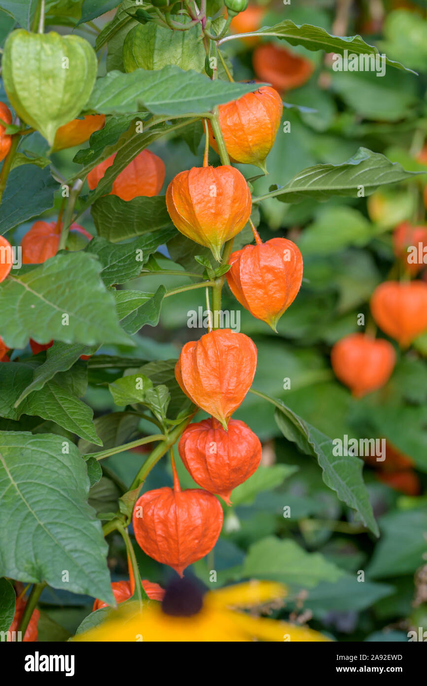 Lampionblume (Physalis alkekengi var. franchetii) Foto Stock