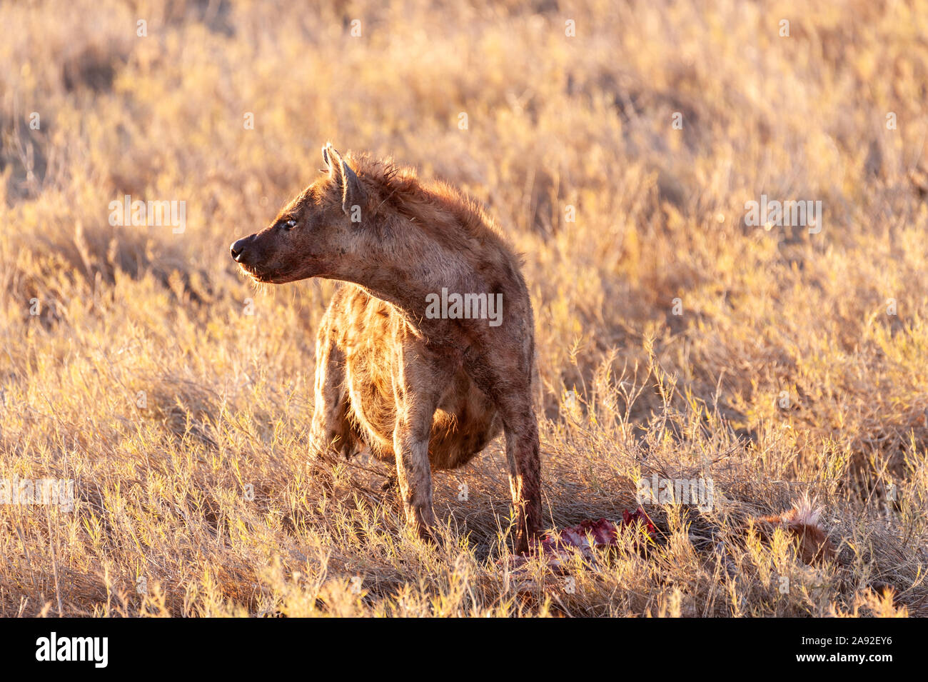 Close-up di un spotted Hyena - Crocuta crocuta- con una preda, visto durante il golden ora del tramonto nel Parco Nazionale di Etosha, Namibia. Foto Stock