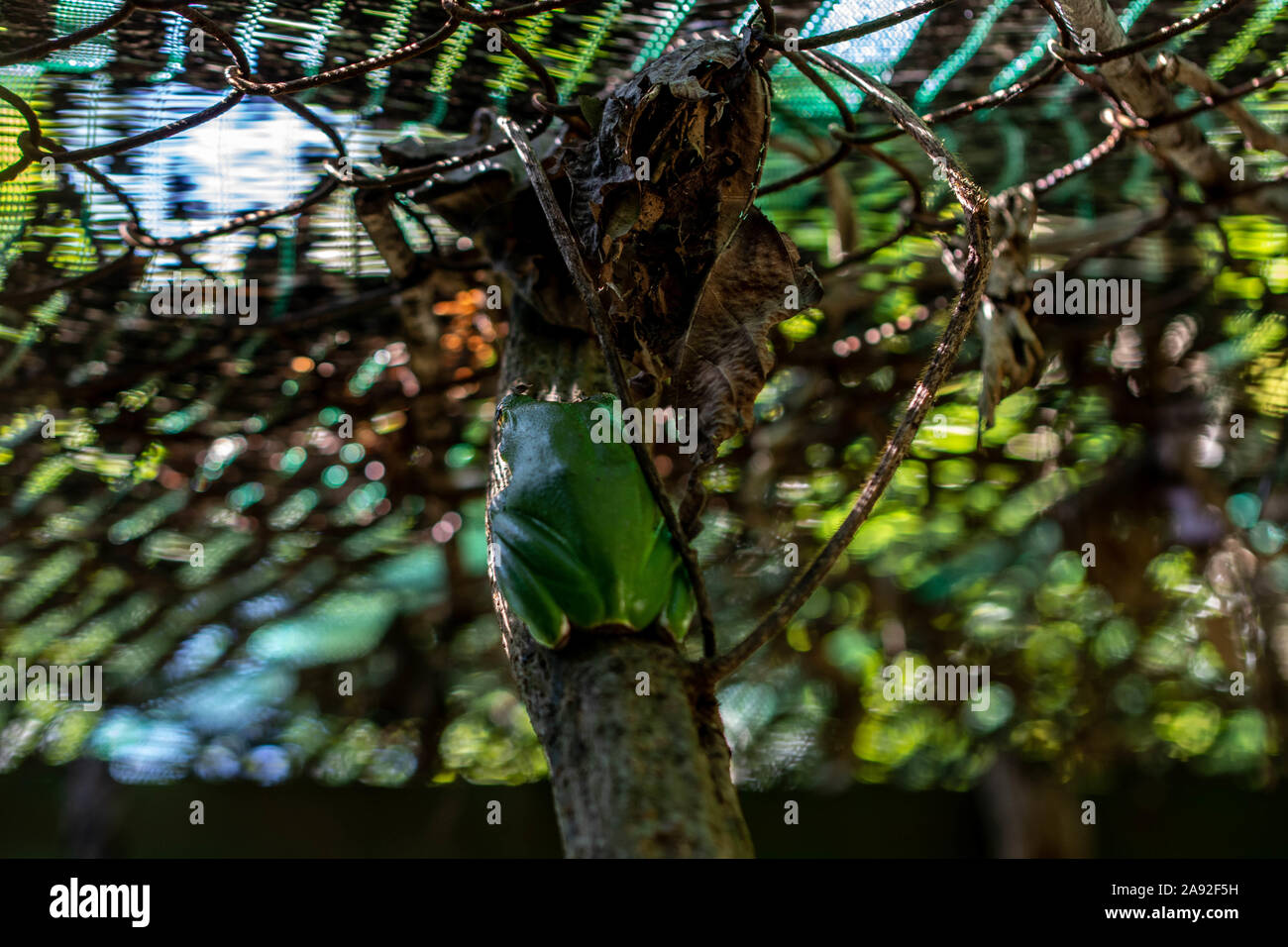 Grandi Treefrog (Zhangixalus dennysi) da Cúc Phương National Park, Ninh Bình Provincia, Vietnam. Foto Stock